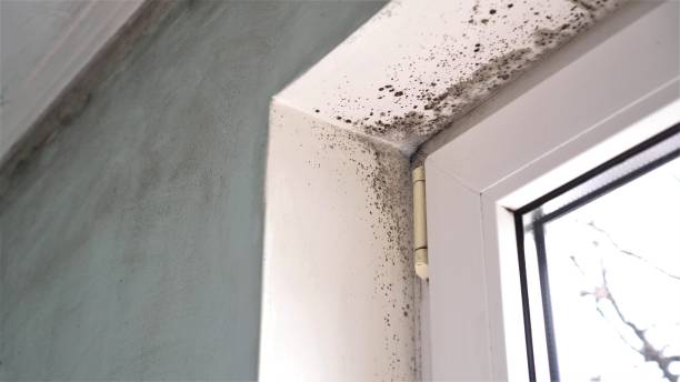 Best Commercial Mold Removal  in Pleasant Hill, MS