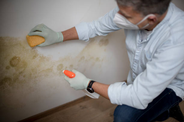 Best Mold Damage Repair  in Pleasant Hill, MS