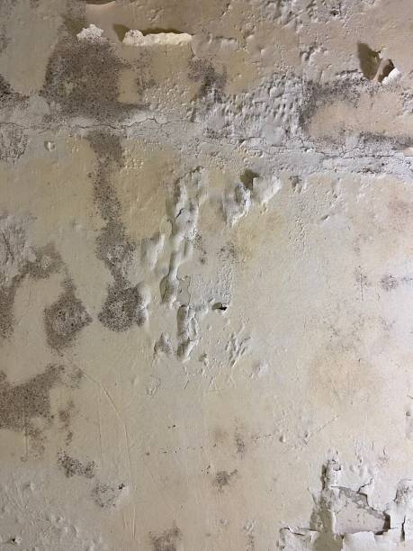 Best Mold Removal Near Me  in Pleasant Hill, MS