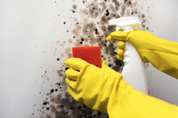 Best Affordable Mold Removal  in Pleasant Hill, MS