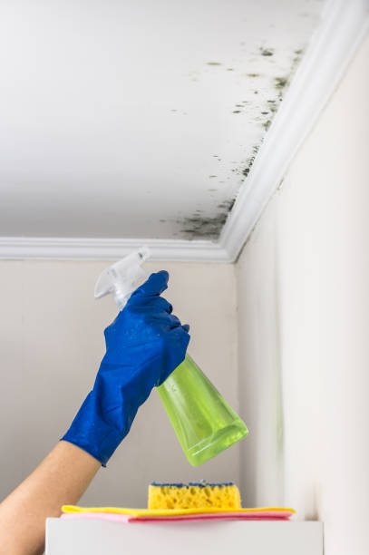 Best Best Mold Removal Companies  in Pleasant Hill, MS